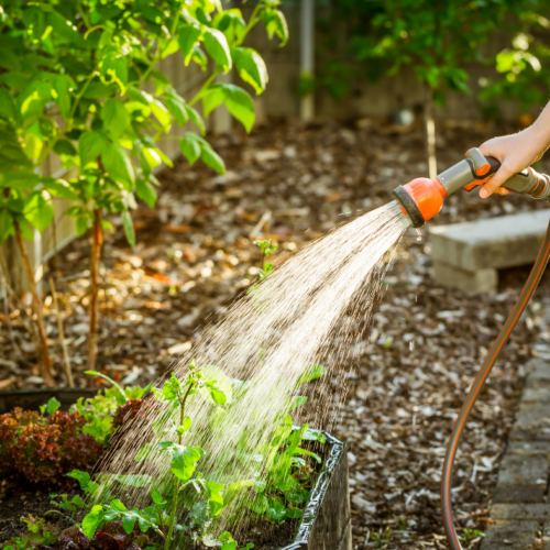 Someone is watering their beautiful garden with sustainable plumbing solutions.