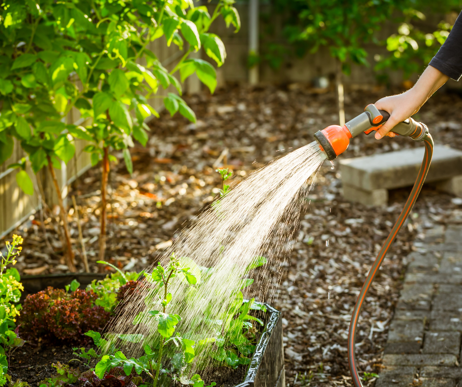 Someone is watering their beautiful garden with sustainable plumbing solutions.