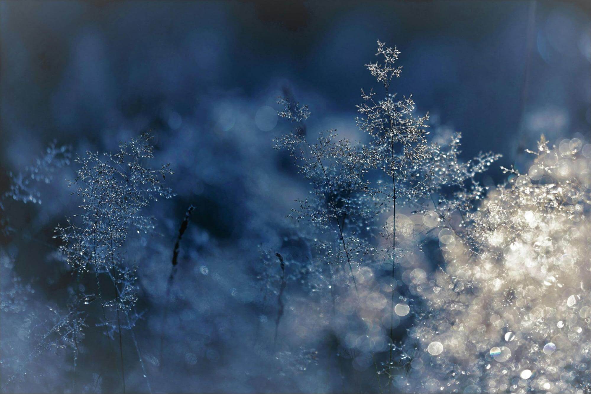 Snowflakes falling on a frozen leaf in winter.